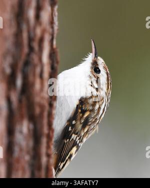 Eurasischer Baumzüchter oder gewöhnlicher Baumzüchter (Certhia familiaris), der im Winter nach Nahrung sucht. Stockfoto