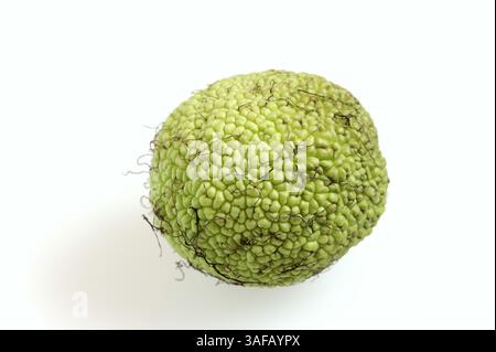 Osage Orange (Maclura pomifera), Frucht auf weißem Hintergrund | Milchorangenbaum oder Osagedorn (Maclura pomifera), Frucht auf weißem Hintergrund Stockfoto