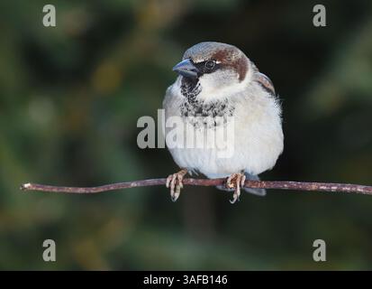 Haussperling (Passer domesticus), der im Winter auf einem Ast sitzt. Stockfoto