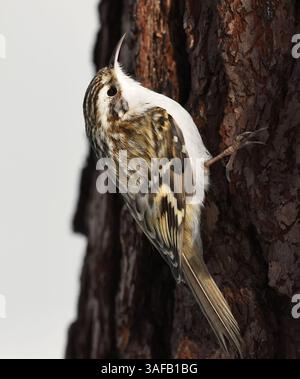 Eurasischer Baumzüchter oder gewöhnlicher Baumzüchter (Certhia familiaris), der im Winter nach Nahrung sucht. Stockfoto