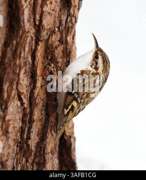 Eurasischer Baumzüchter oder gewöhnlicher Baumzüchter (Certhia familiaris), der im Winter nach Nahrung sucht. Stockfoto