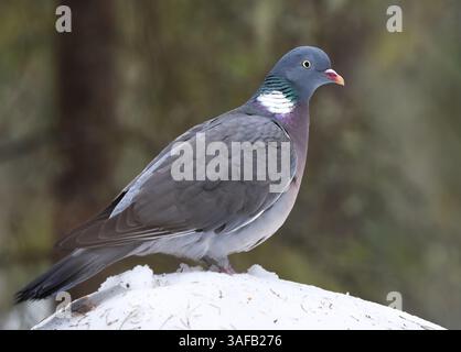 Gemeine Holztaube (Columba palumbus), die auf einem verschneiten Felsen im Wald sitzt. Stockfoto