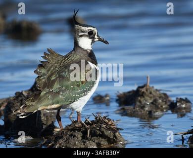 Nördlicher Sturz (Vanellus vanellus) im Stehen in überflutetem Feld. Stockfoto