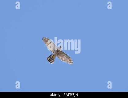 Junger nördlicher Goschawk (Accipiter gentilis), der am Himmel fliegt. Stockfoto