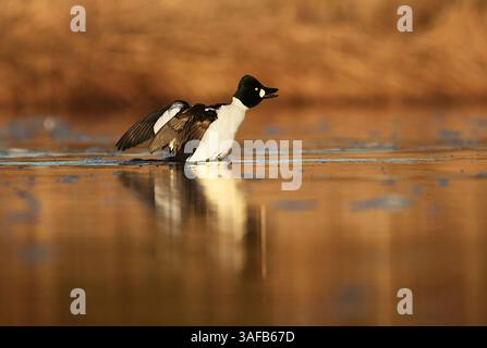 Gewöhnliches goldeneye (Bucephala clangula) männliche Streckflügel. Stockfoto