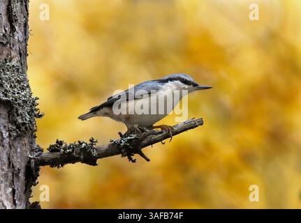 Eurasische Nuthatch oder Holznuthatch (Sitta europaea), die im Herbst auf einem Ast sitzt. Stockfoto