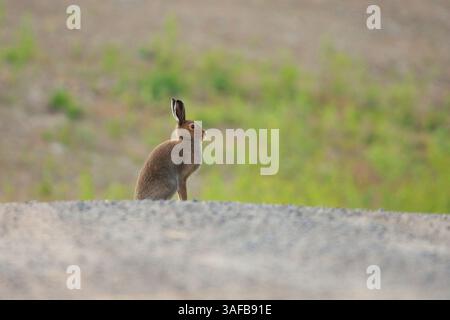 Berghase (Lepus timidus), der auf einem Feldweg sitzt. Stockfoto