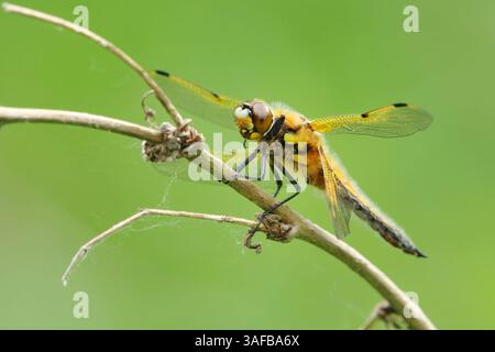 Vierfleckiger Verfolger (Libellula quadrimaculata), der auf einem Stock ruht. Stockfoto