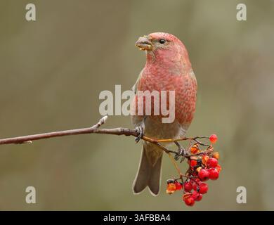 Kiefernschnabel (Pinicola enucleator) männliche Fütterung von vogelbeeren im Herbst. Stockfoto