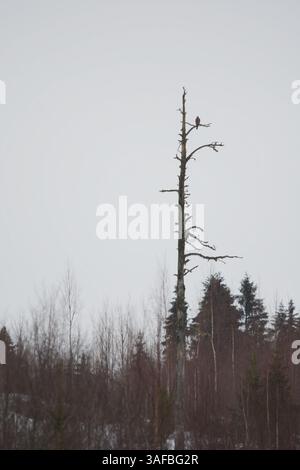 Junger nördlicher Goschawk (Accipiter gentilis) auf der Suche nach Beute, der in alten toten Bäumen sitzt. Stockfoto