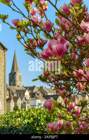 Malmesbury, Wiltshire, England – Ein Magnolienbaum in voller Blüte bei Frühlingssonne vor dem Hintergrund der Marktort Malmesbury in Wil Stockfoto