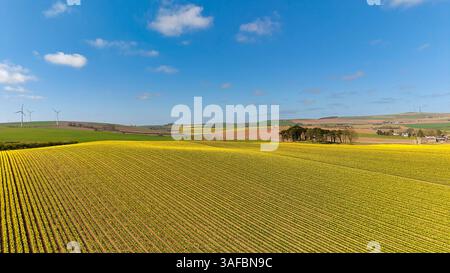 Barras Aberdeenshire schottischer blauer Himmel über den Narzissen-Feldern in Frühlingsreihen mit goldfarbenen Blumen Stockfoto