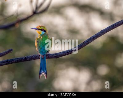Schwalbenschwanz-Bienenfresser (Merops hirundineus), der auf einem Zweig im Okovango-Delta sitzt. Das Okovango Delta ist ein Naturparadies in Botswana. Stockfoto