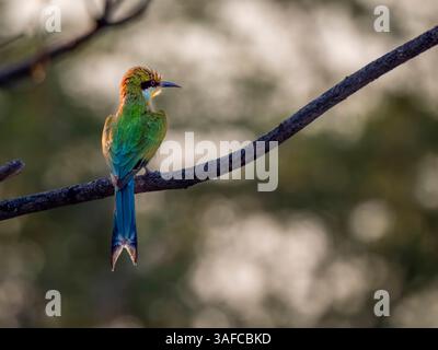 Schwalbenschwanz-Bienenfresser (Merops hirundineus), der auf einem Zweig im Okovango-Delta sitzt. Das Okovango Delta ist ein Naturparadies in Botswana. Stockfoto