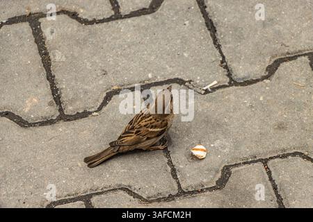 RUMÄNIEN. Ein Haussperling (Passer domesticus). Stockfoto
