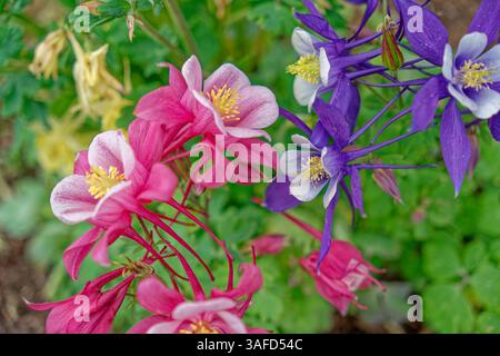 Leuchtende, farbenfrohe kolumbinenpflanzen in voller Blüte mit dunkelrosa und tiefvioletten Blüten mit weißen und gelben Mittelpunkten, umgeben vom Laub Stockfoto
