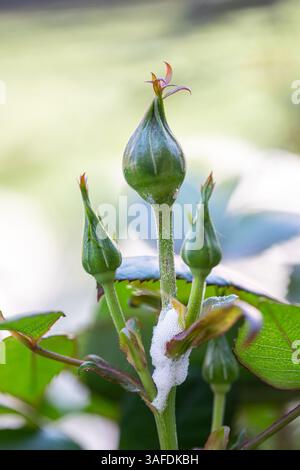 Der Wienfroghopper, oder Philaenus spumarius, liegt in einer Kuckuckspucke auf einem Rosenstrauchstiel, umgeben von geschlossenen grünen Blütenknospen, die eine einzigartige Szene in einem lebendigen Garten schaffen Stockfoto