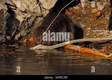 Nordamerikanischer Biber, Castor canadensis, schleppt Brach ins Wasser, um die innere Rinde zu fressen, Maryland Stockfoto