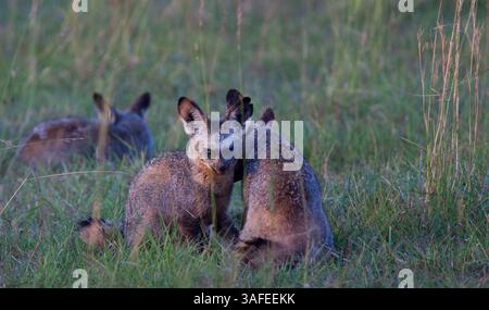 1. Juli 2012 - Hermosa Beach, Kalifornien, Kenia - Ein Paar Fledermausohrfuchse reinigen sich bei Sonnenaufgang in der Maasai Mara, Kenia. (Bild: © Josh Chapel/ZUMAPRESS.com) Stockfoto