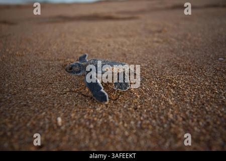 2. Juli 2012: Hermosa Beach, Kalifornien, Kenia: Eine neu geschlüpfte Grüne Schildkröte fährt zum ersten Mal in der Nähe von Lamu, Kenia, in den Indischen Ozean. (Bild: © Josh Chapel/ZUMAPRESS.com) Stockfoto