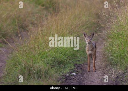 1. Juli 2012 - Hermosa Beach, Kalifornien, Kenia - Ein Jackal fährt die Straße hinunter im Maasai Mara, Kenia. (Bild: © Josh Chapel/ZUMAPRESS.com) Stockfoto