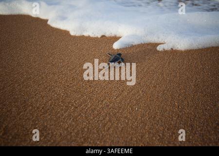 2. Juli 2012: Hermosa Beach, Kalifornien, Kenia: Eine neu geschlüpfte Grüne Schildkröte fährt zum ersten Mal in der Nähe von Lamu, Kenia, in den Indischen Ozean. (Bild: © Josh Chapel/ZUMAPRESS.com) Stockfoto