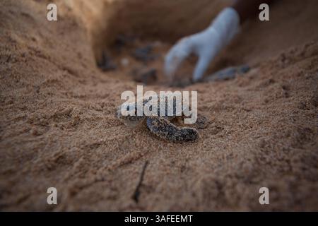 2. Juli 2012 - Hermosa Beach, Kalifornien, Kenia - Schlüpfschildkröten bekommen eine helfende Hand, wenn sie aus ihrem Nest kommen und zum ersten Mal in der Nähe von Lamu, Kenia, in den Indischen Ozean fahren. (Bild: © Josh Chapel/ZUMAPRESS.com) Stockfoto
