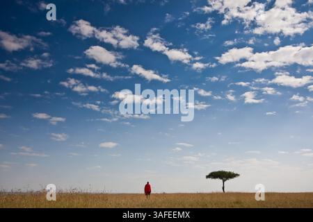 1. Juli 2012 - Hermosa Beach, Kalifornien, Kenia - Ein Maasai-Krieger untersucht das Land neben einem einsamen Baum im Maasai Mara, Kenia. (Bild: © Josh Chapel/ZUMAPRESS.com) Stockfoto
