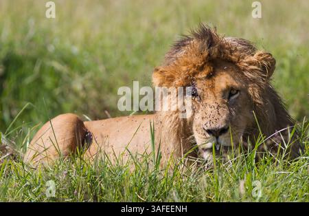 1. Juli 2012 - Hermosa Beach, Kalifornien, Kenia - Scarface, ein berühmter Löwe in der Maasai Mara, ruht in der Nachmittagshitze und versucht, alle Fliegen auf ihm zu ignorieren. Kenia. (Bild: © Josh Chapel/ZUMAPRESS.com) Stockfoto