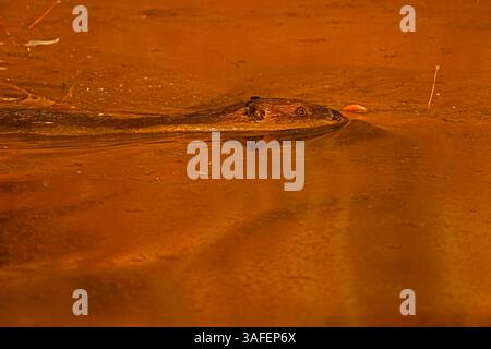 Nordamerikanischer Biber (Castor canadensis), Winter, Maryland Stockfoto