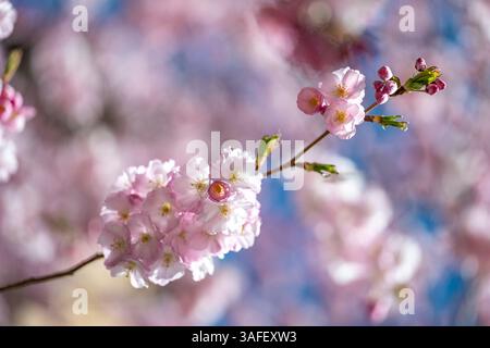 Nahaufnahme der Kirschblüten auf dem berühmten japanischen Kirschbaum in Prästgatan 13 im Stadtzentrum von Norrköping im Frühling in Schweden Stockfoto