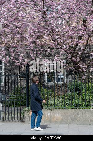 Der ikonische japanische Kirschbaum in Prästgatan 13 blüht im Stadtzentrum von Norrköping im Frühling in Schweden Stockfoto