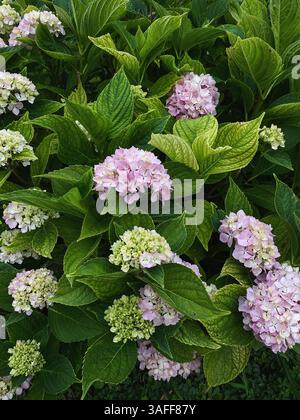 Rosa Hortensie Blüten. Hintergrund aus grünen Strauchblättern und mehreren hortensienblüten. Stockfoto