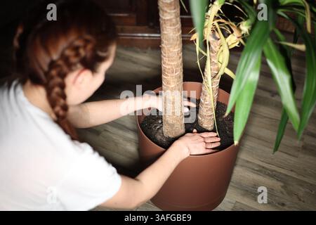 Mädchen mit Zöpfen transplantiert Palme, Blume, Baum, gießt Boden in Haus Pflanze Mädchen Pflanzen Pflanze in Topf zu Hause, Haus Pflanze, Palme, Stockfoto