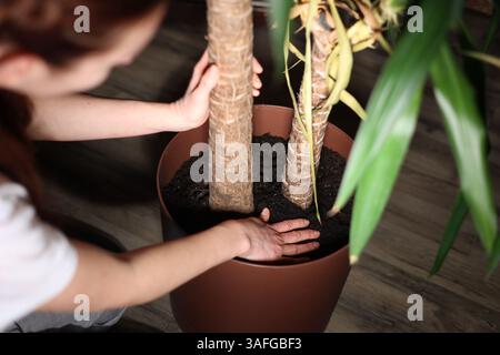 Mädchen Pflanzen Pflanzen im Topf zu Hause, Haus Pflanze, Palme, Haus Pflanzen Pflege, Hände gießen Erde, Boden, Nahaufnahme Stockfoto