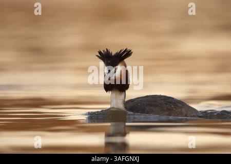 Toller Haubenschnaps (Podiceps cristatus) im frühen Morgenlicht. Stockfoto