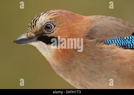 Eurasian jay (Garrulus glandarius) Nahaufnahme. Stockfoto