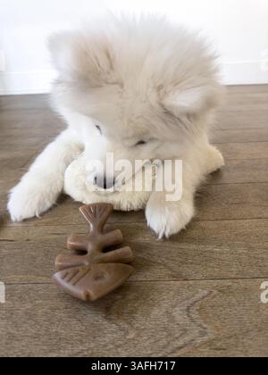 Junger weißer Samojede-Welpe kaut auf einem Plüschspielzeug, während er auf einem Holzboden im Innenraum liegt Stockfoto