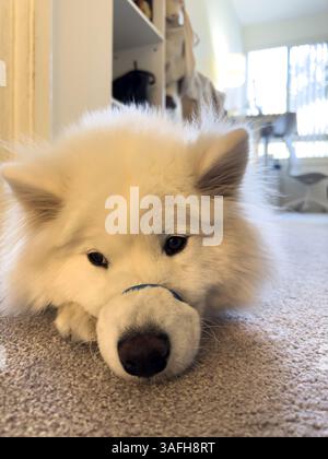 Samoidenhund legt sich hin Stockfoto