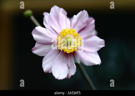 Eine Nahaufnahme einer japanischen Anemone (Eriocapitella tomentosa) mit leuchtend rosa Blütenblättern und einem hellgelben Zentrum vor einem sauberen dunklen Hintergrund. Stockfoto