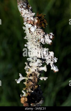 Gemischte Flechtensorten auf einem Zweig einschließlich Hypogymnia physodes, Hypogymnia physodes, Mönchshaubenflechte, Flechten auf Bäumen und Felsen. Foliose Stockfoto
