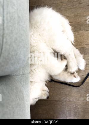 Weißer Samojede-Welpe liegt auf einem Holzboden drinnen und ruht neben einem Sofa. Stockfoto