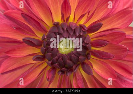Nahaufnahme einer Dahlienblume mit roten Blüten Stockfoto