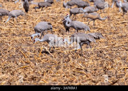 Sandhill-Kraniche essen während der Frühjahrswanderung in Getreidefeldern des ländlichen Kearney, Nebraska. Stockfoto