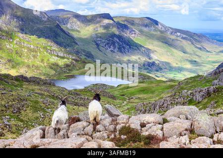 Wilde Bergziegen auf dem Bwlch Tryfan Stockfoto
