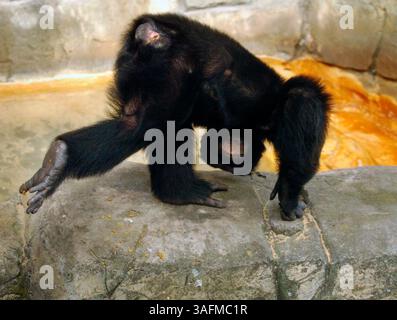 Herman, der Schimpanse, macht sich vor den Gästen im Lowry Park Zoo in Tampa rumlustig. (Bild: St. Petersburg Times/ZUMAPRESS.com) Stockfoto