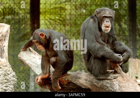 Herman, rechts, hängt mit Alex, links, einem jüngeren Schimpansen, im Lowry Park Zoo in Tampa rum. (Bild: St. Petersburg Times/ZUMAPRESS.com) Stockfoto