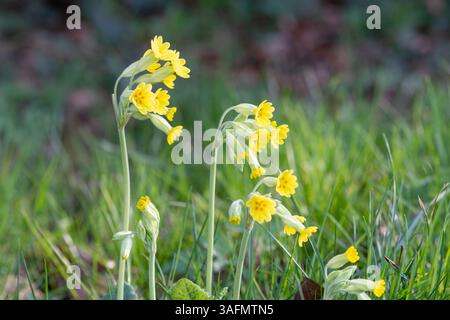 Cowslip (Primula veris), Kautschukklumpen, Wildblumen, die im April oder Frühjahr auf einer Wiese wachsen, Berkshire, England, Großbritannien Stockfoto