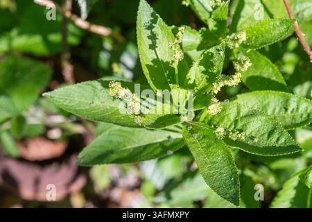 Hundequecksilber (Mercurialis perennis) mit kleinen grünen Blüten im Frühjahr, Waldpflanze, England, Großbritannien Stockfoto