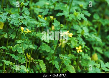 Sinapis Alba in Blüte. Frische grüne Blätter umgeben zarte gelbe Wildblumen in dieser ruhigen Naturszene und fangen die Schönheit und Ruhe von an ein ein Stockfoto
